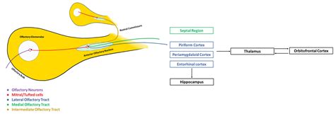 Piriform Cortex Anatomy