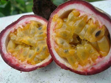 Maracuyá Granadilla