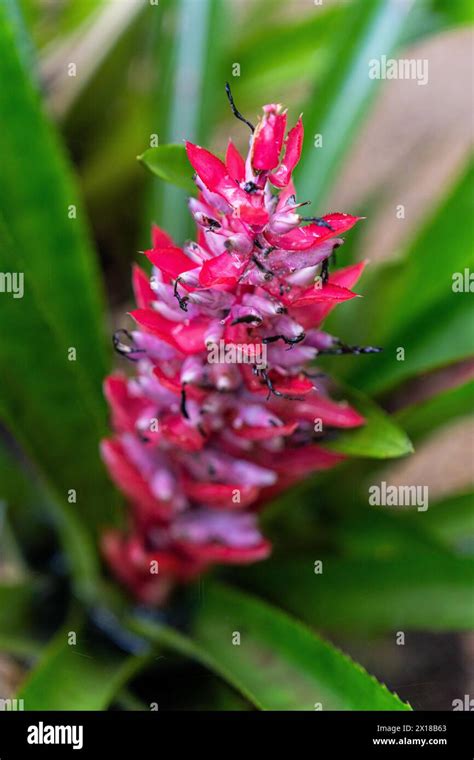 Bromeliad Flowers In The Rainforest Amazon Museum Musa Cidade De Deus Manaus Brazil South