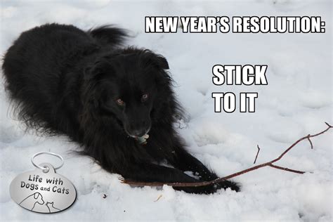 Photos: New Year's Resolutions : Life with Dogs and Cats