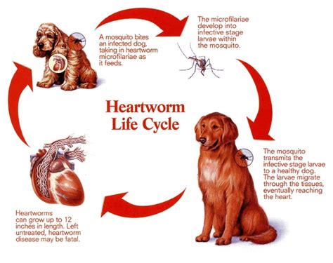 8 Stealthy Ways Heartworms Sneak Into Your Dog's System