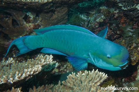 Chlorurus Microrhinos Steep Head Parrotfish Reeflifesurvey