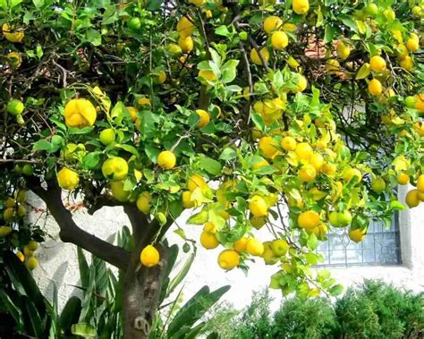 Come Coltivare Una Pianta Di Limone Coltivazione Biologica