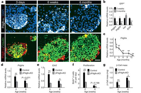 Age Dependent Attenuation Of Pdgfr Limits Cell Ezh Expression And