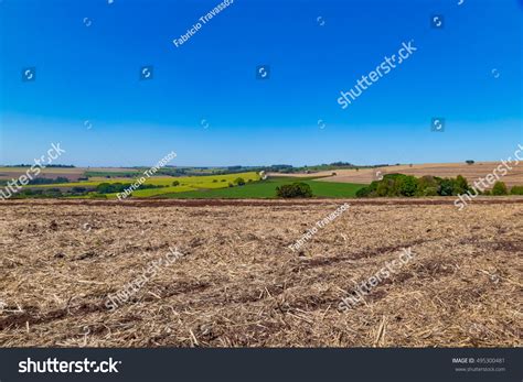 Sugar Cane Farm Brazil Growing Plants Stock Photo (Edit Now) 495300481