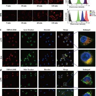 Cellular Uptake Of TBPoS 2OH In A375 And B16 Cells A Fluorescence