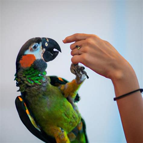 Parrot Behavior: Understanding Your Feathered Friend