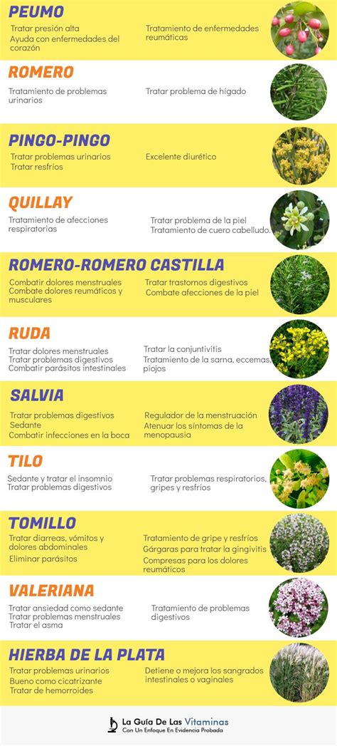 Lista De Plantas Medicinales Y Para Que Sirven Mayoría Lista Images Hot Sex Picture