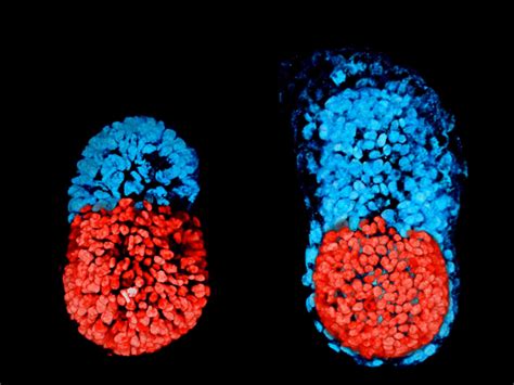 Artificial Embryo Created For First Time In Historic Breakthrough