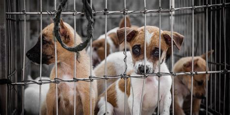 The Business of Dog Smuggling and How It Works - Humane Society of ...