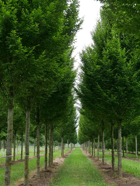 Carpinus Betulus Fastigiata Carpinus Betulus Fastigiata Van Den