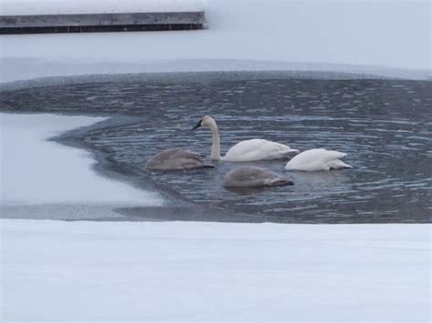 Trumpeter Swans in winter – Horsefly Community Website