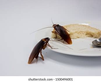 Gold Cockroach Cheese库存照片20620546 | Shutterstock