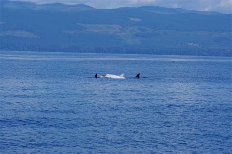 Rare White Orca Spotted In Juan De Fuca Strait Vancouver Is Awesome