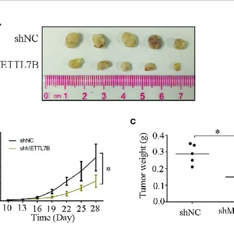 Knockdown Of Mettl B Inhibits Xenograft Tumor Formation In Vivo A