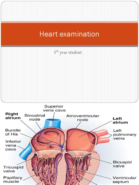 Heart Examination | PDF | Heart Valve | Diastole