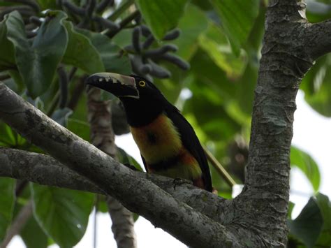 Tucancillo Collarejo Desde Tekax Yuc M Xico El S Bado De Octubre