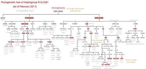 Phylogenetic Tree Of Haplogroup R1b Z381 Y Dna Eupedia