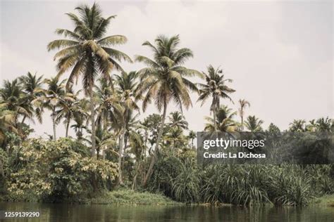 Tropical Rainforests Of India Photos and Premium High Res Pictures ...