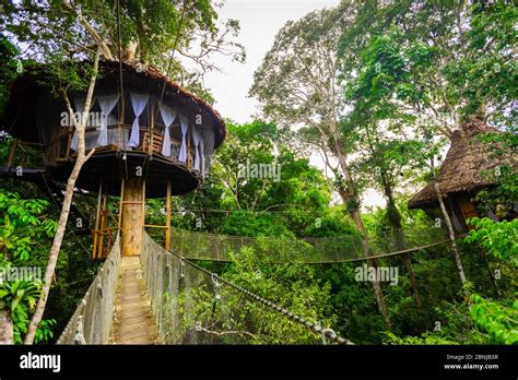 tree houses   tree house lodge   amazon jungle