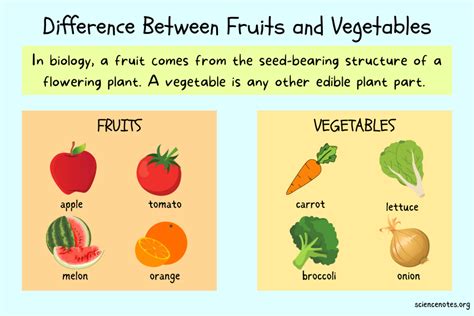 Difference Between Fruit And A Vegetable EugeneThePanda