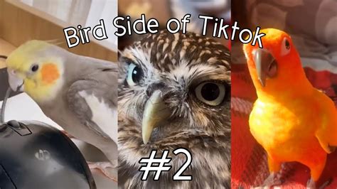 Bird Side Of Tiktok 2 Youtube