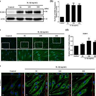 The effect of IL 1β stimulation on DR4 and DR5 expression in HFLS RA