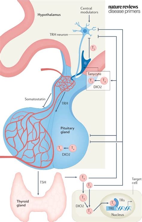 Nature Reviews Disease Primers On Twitter Hypothyroidism Can Occur When Dysfunction Of The