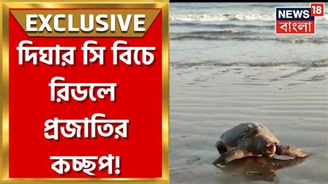 Digha News দিঘার সি বিচে রিডলে প্রজাতির কচ্ছপ সৈকতে ভেসে এসেছে একটি