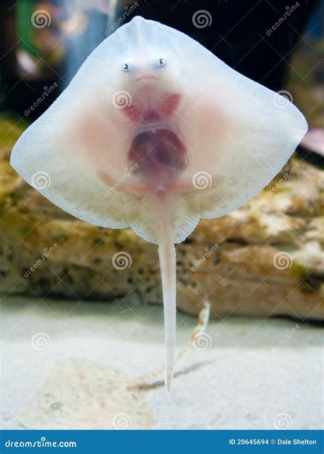 stingray underside stock photo image  camouflage eyes