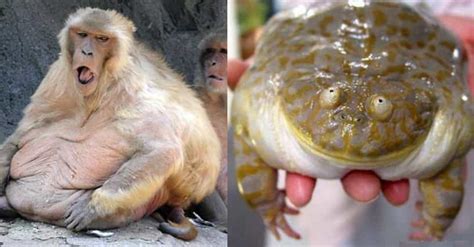 Fat Animals | The 50 Best Pictures of Obese Animals (Cute)