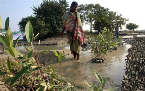 Women Plant Mangroves To Bolster Indias Cyclone Defences Cambodianess