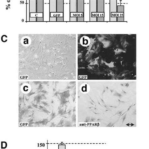 Expression Of Antisense Ppar Mrna By Adenoviruses A Rt Pcr Analysis