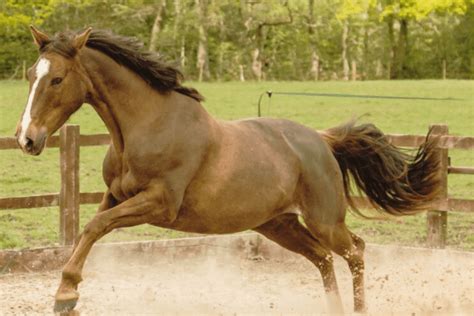 Irish Sport Horse The Ultimate Horse Breed Profile Horse Wildlife