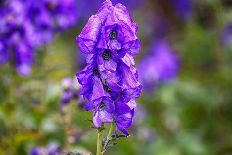 15 Flowering Shade Perennials for Fall