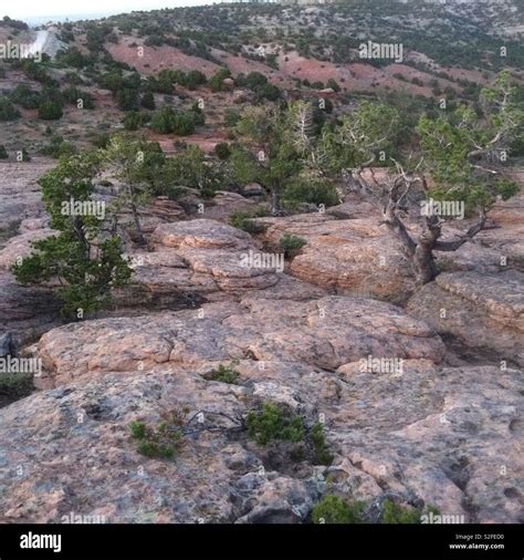 Pinyon Kiefern Stockfotos Und Bilder Kaufen Alamy