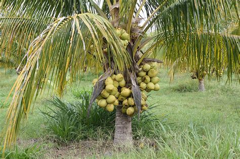 Palmeras De Coco Off Servintegrales Co