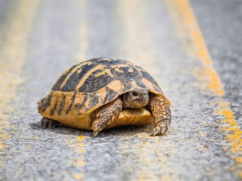 Turtle Hits Woman In Head Woman Hit In The Head By Turtle Flying