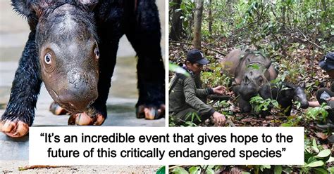 “It’s An Incredible Event”: Critically Endangered Sumatran Rhino ...