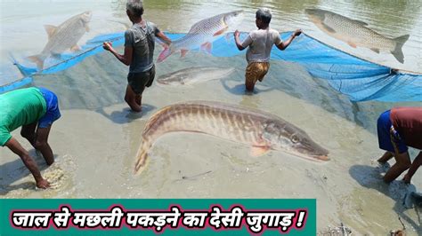 बड़ी जाल से तालाब मे मछली पकड़ने का देसी जुगाड़ Cast Net Catching