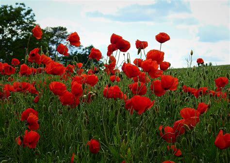 Coquelicots Domaine Fleurs Le Photo Gratuite Sur Pixabay Pixabay