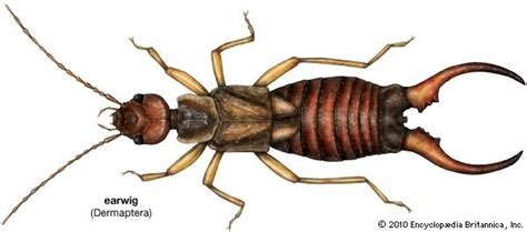 Earwig | insect | Britannica.com