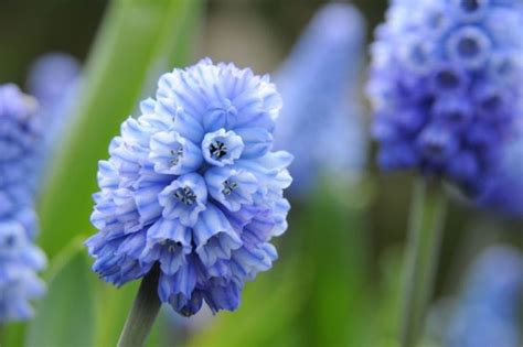 Muscari armeniacum - BBC Gardeners' World Magazine