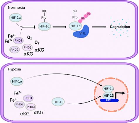 PHD Proteins Play A Key Role In Regulating Hypoxia Inducible Factor