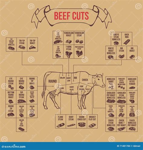 Vintage Butcher Cuts Of Beef Diagram Stock Vector Illustration Of