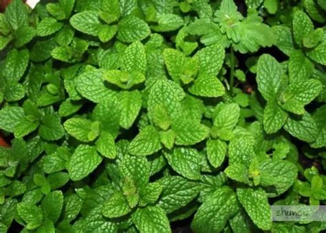 How To Grow Spearmint From Seeds Shuncy Love The Green