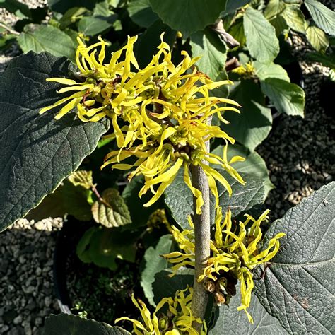 Hamamelis X Intermedia ‘arnolds Promise Piedmont Carolina Nursery