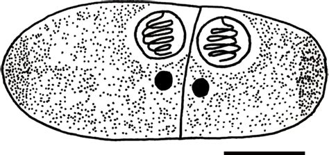 Line Drawing Of Mature Myxospore Of Ceratomyxa Mennani N Sp In Apical