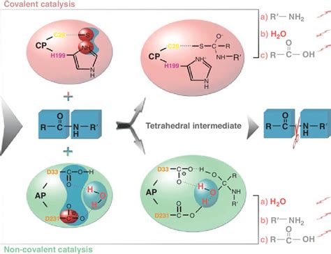 Chemical Mechanisms Of Peptidase Catalysis Notes Five Catalytic