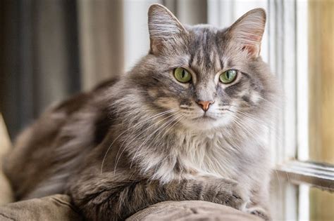 Gato Pode Comer Pera Revista Meu Pet